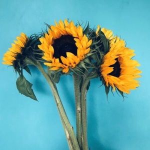 Meet your Posher, Skylar